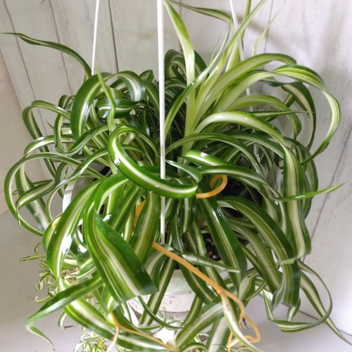 現品】③オリヅルラン＊ボニー 大株 カールが可愛い 子株沢山 観葉植物