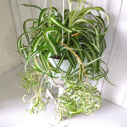 2c07c13914c87f7a9f85d5e77156f1