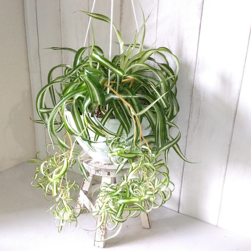 【観葉植物 】オリヅルラン 51KFowxTGmL._UF350,350_QL50_.jpg