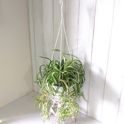 オリヅルラン ボニー 大型株 オリヅルラン：ボニー3号ポット 3株セット の通販 | 園芸ネット