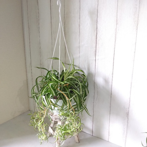 オリヅルラン ボニー 大型株 2 オリヅルラン ボニー 大型株 2 オリヅルラン ボニー 大型株 2 その他