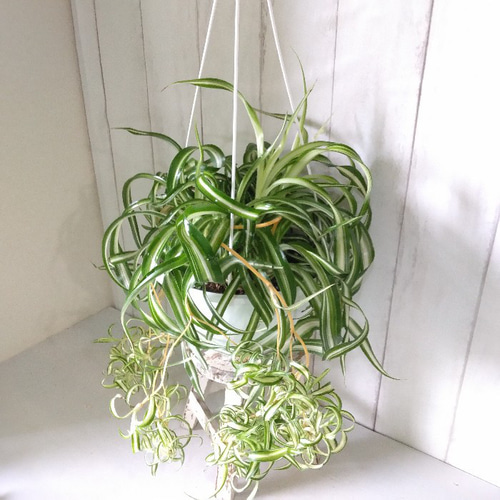 現品】③オリヅルラン＊ボニー 大株 カールが可愛い 子株沢山 観葉植物