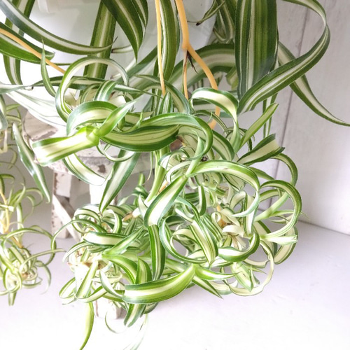 現品】③オリヅルラン＊ボニー 大株 カールが可愛い 子株沢山 観葉植物