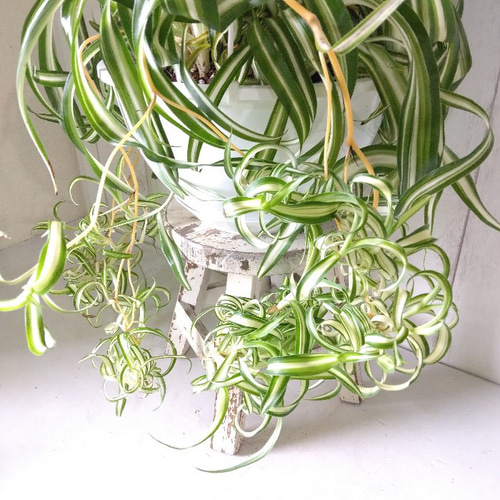 現品】③オリヅルラン＊ボニー 大株 カールが可愛い 子株沢山 観葉植物