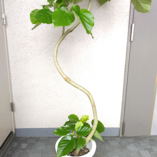代引き人気 樹形キレイ フィカス ウンベラータ 観葉植物 室内 大型 高