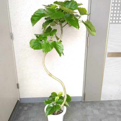代引き人気 樹形キレイ フィカス ウンベラータ 観葉植物 室内 大型 高