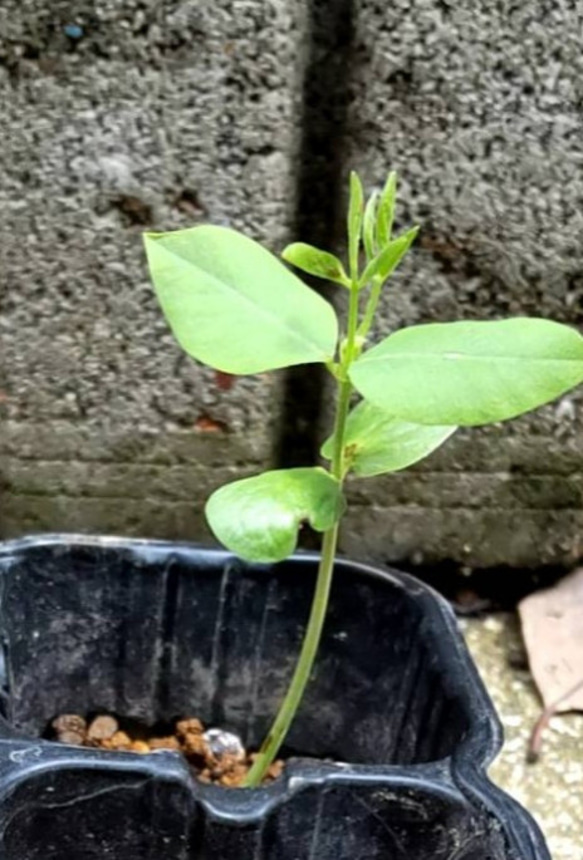 バタフライピー【八重咲きの種   10粒】春に撒き夏から秋に開花します 1苗でかなりの開花見られシェードガーデンにも 2枚目の画像