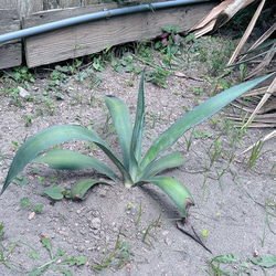 ✢from 九十九里浜✢ 南国リゾート/ 大型種 南国植物 アガベ① 青の竜舌蘭（子株） 2枚目の画像