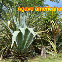 引き取り限定覆輪リュウゼツランアガベ 約1.9m 青緑色