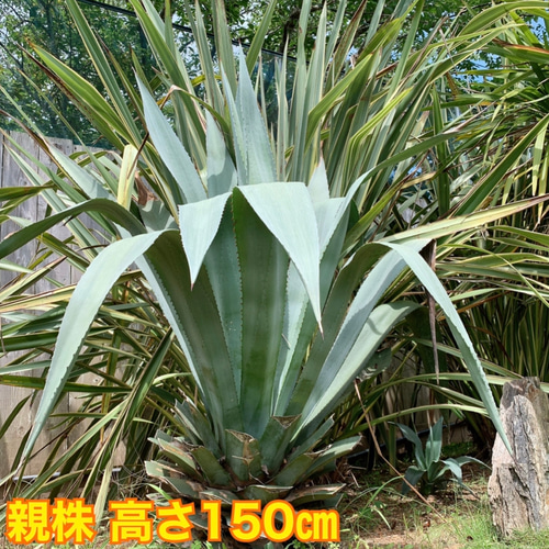 ✢from 九十九里浜✢ 南国リゾート/ 大型種 南国植物 アガベ①