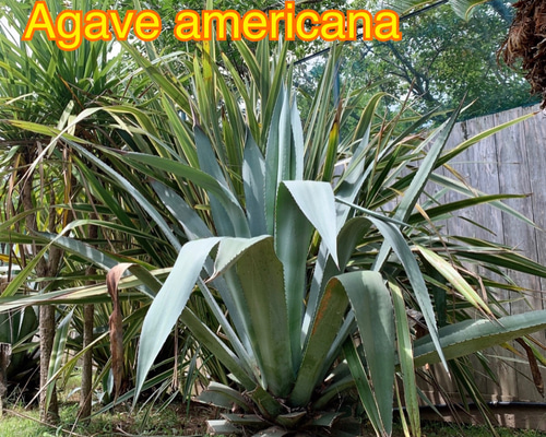 リュウゼツラン　アガベ　パリー　青緑色 約30cm リュウゼツラン アガベ パリー 青緑色 直径約38cm 大迫力の