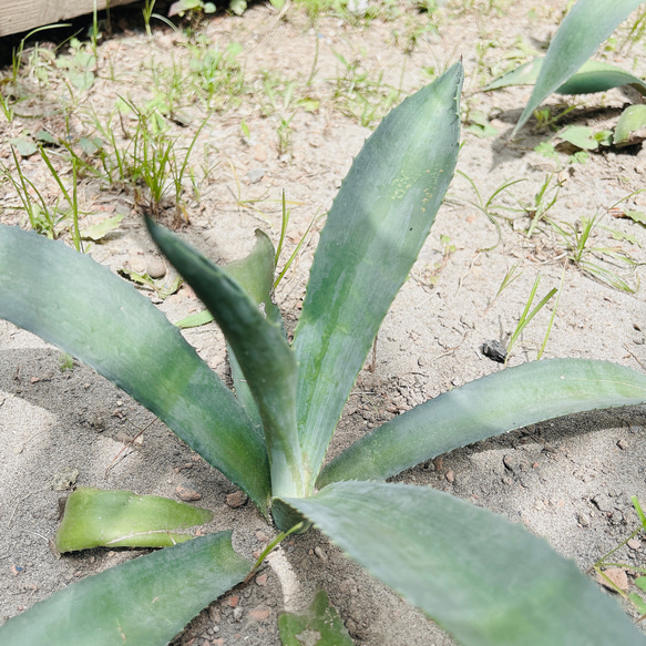 ✢from 九十九里浜✢ 南国リゾート/ 大型種 南国植物 アガベ② 青の竜舌蘭（子苗） #株分け #サボテン 7枚目の画像