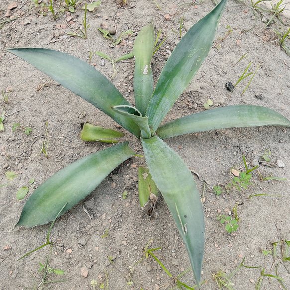 ✢from 九十九里浜✢ 南国リゾート/ 大型種 南国植物 アガベ② 青の竜舌蘭（子苗） #株分け #サボテン 4枚目の画像