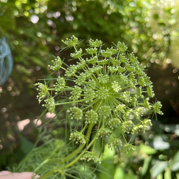 グリーンミスト レースフラワー Green Mist  種　20粒 4枚目の画像