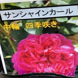 強香！ミルラとスズランの強い芳香漂う薔薇【サンシャインカール】 四季咲き性 あまり出回っていない品種 1枚目の画像