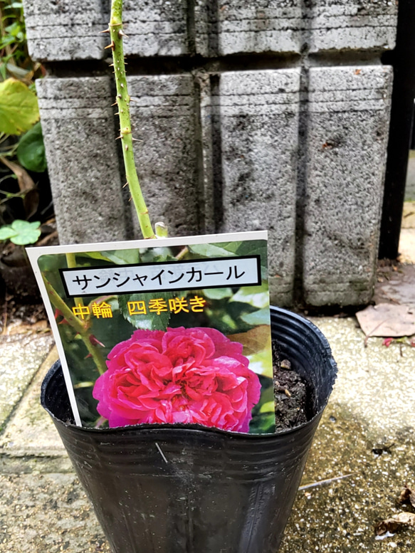 強香！ミルラとスズランの強い芳香漂う薔薇【サンシャインカール】 四季咲き性 あまり出回っていない品種 3枚目の画像