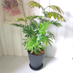 エバーフレッシュ 観葉植物 高級セラアート鉢受皿付 6号鉢 可愛