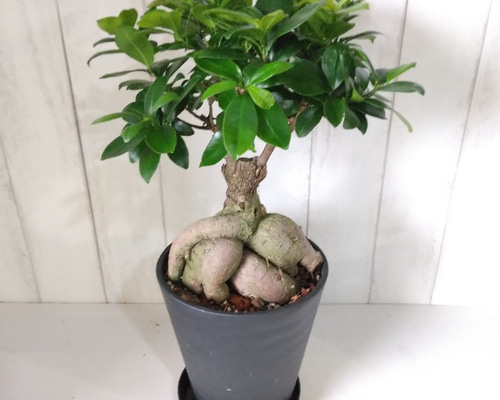 ガジュマル　大株　10号 Yahoo!オークション - 大株 イボガジュマル 10 Ficus microcarpa