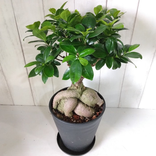 大幅値下げ‼️ 美品！　瑞両　金属製香合　菊・笹・梅など精緻な柄物 伝統の薫り 七種 | お線香・お香の玉初堂