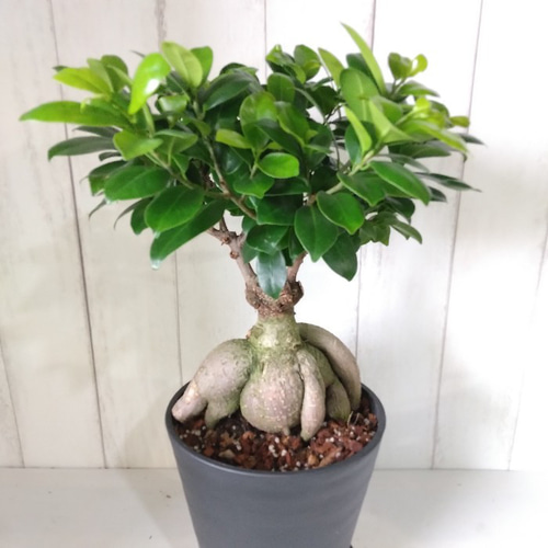 現品】ガジュマル 大株 高級セラアート6号鉢 精霊木 幸福木 人気