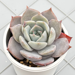 札付き ラズベリーメモリーズ ミックスベリア おらいさん苗 多肉植物