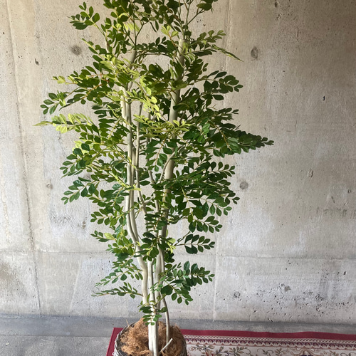 光触媒人工観葉植物ウォールグリーンフェイクグリーントネリコ1.3