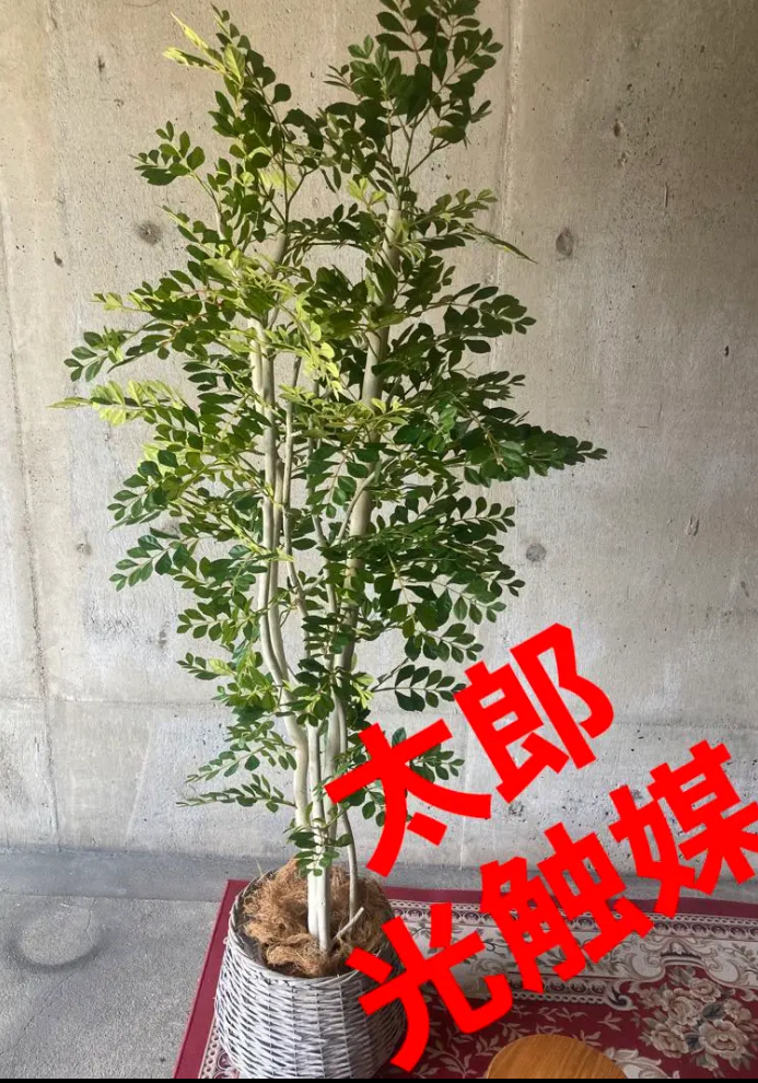 光触媒　人工観葉植物　ウォールグリーン　ベンジャミントピアリー1.51.5