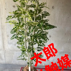 光触媒 人工観葉植物 ウォールグリーン フェイク フラワー ユーカリ180