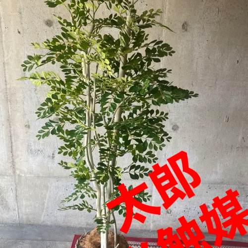 光触媒　人工観葉植物　ウォールグリーン　フェイクグリーン　トネリコ17075aj