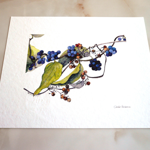 アオツヅラフジ・ヘクソカズラ 】 ORIGINAL GICLEE 水彩画を高級紙に