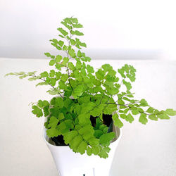 リューカデンドロン プルモサス ルブルム 新鮮な種子15粒 オージー