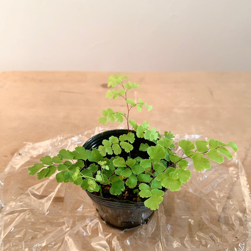 うのにもお得な情報満載！ 苗 アジアンタム 7.5cm鉢 アート あえて小さな鉢で販売 観葉植物 その他観葉植物