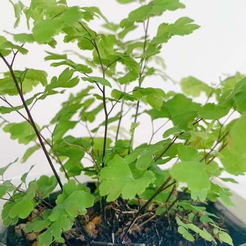 アジアンタム 苗 7.5cm鉢 観葉植物 あえて小さな鉢で販売 アート