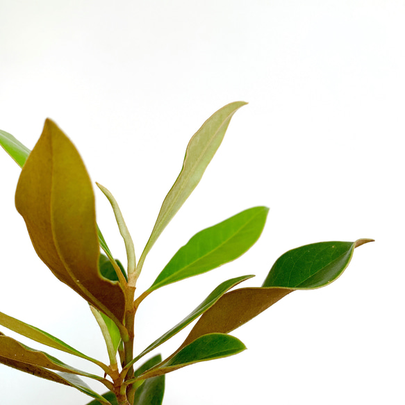 リトルジェム マグノリア 泰山木 タイサンボク 苗 苗木 小型品種