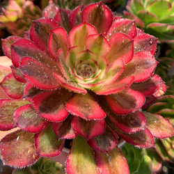 70#多肉植物アエオニウム錦❤️白月光❤️9頭23cm 鉢土付き出荷 70#多肉植物アエオニウム錦❤️白月光❤️9頭23cm 鉢土付き出荷 農園