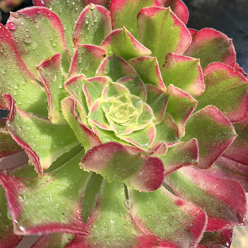 616.多肉植物 アエオニウム属 天合(単)美苗 抜き苗 希少 入手 616.多肉植物 アエオニウム属 天合(単)美苗 抜き苗 希少 入手