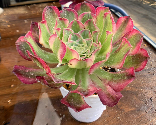 616.多肉植物 アエオニウム属 天合(単)美苗 抜き苗 希少 入手 616.多肉植物 アエオニウム属 天合(単)美苗 抜き苗 希少 入手