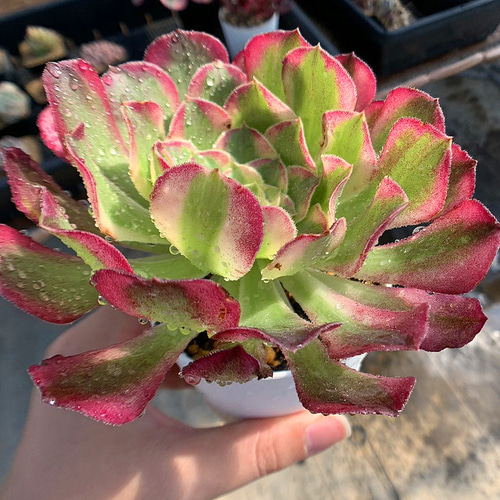 616.多肉植物 アエオニウム属 天合（単）美苗 抜き苗 希少 入手困難