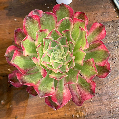 616.多肉植物 アエオニウム属 天合（単）美苗 抜き苗 希少 入手困難