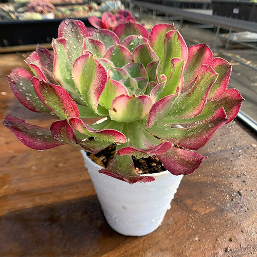 616.多肉植物 アエオニウム属 天合（単）美苗 抜き苗 希少 入手困難