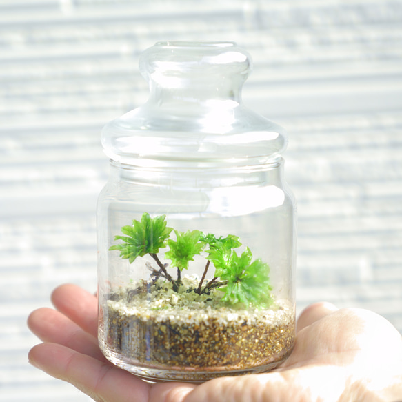 めでる』シリーズ：苔テラリウム制作キット オオカサゴケ5本パック