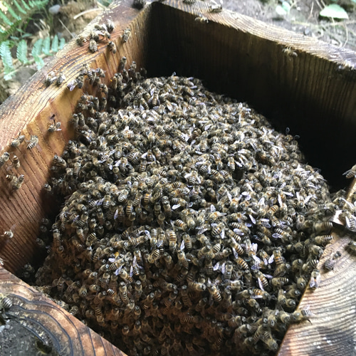 天然】日本ミツバチ 花粉蜜 50g その他アート THE HONEY SHOP