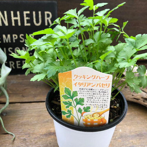 バーニングハーブ 10個セット Amazon.co.jp: お得なハーブ10個セット クッキングハーブ 料理に