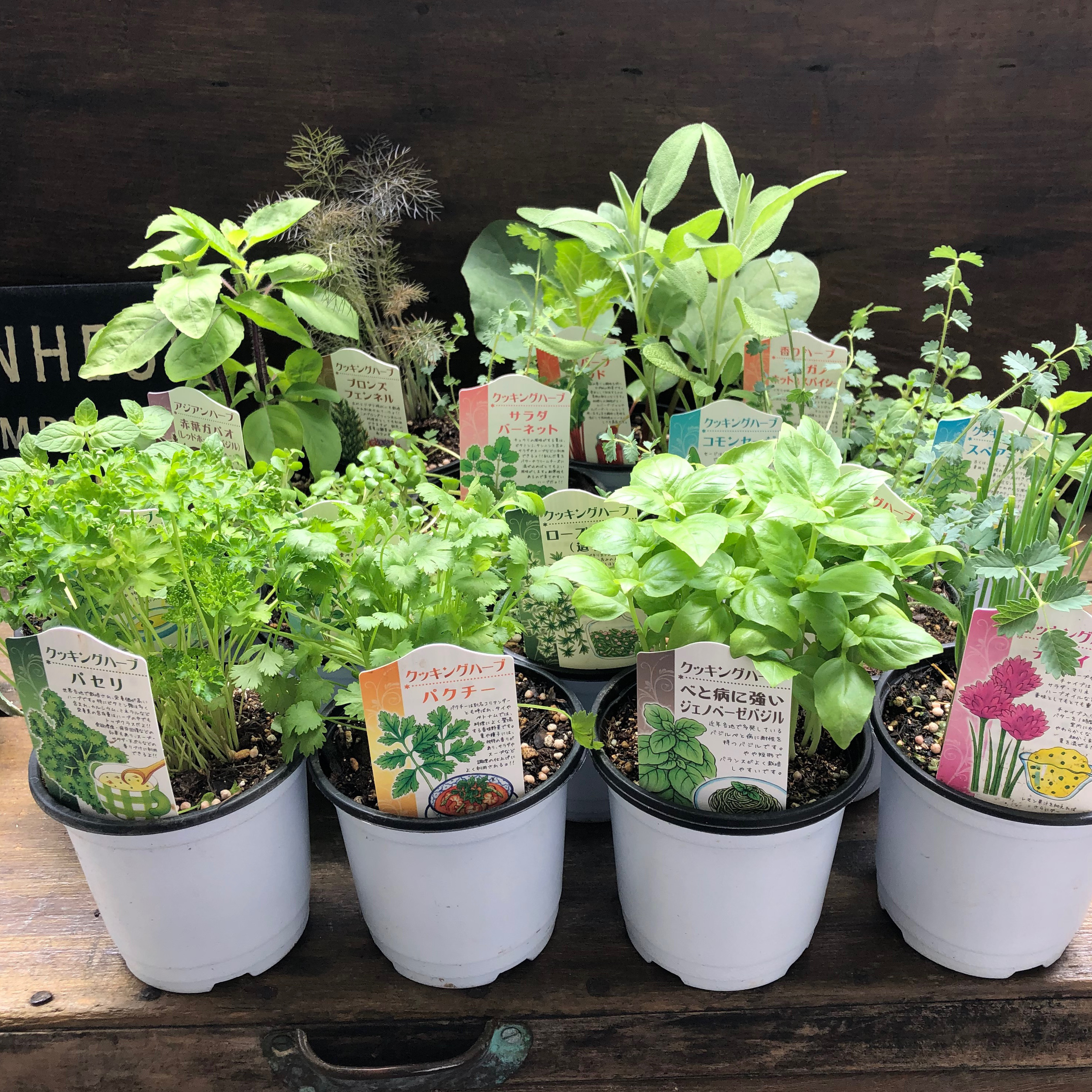 お得なハーブ10個セット♡クッキングハーブ♡料理に使えます♡キッチンハーブ♡