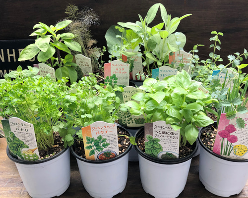 バーニングハーブ 10個セット YOSAバーニングハーブ10個