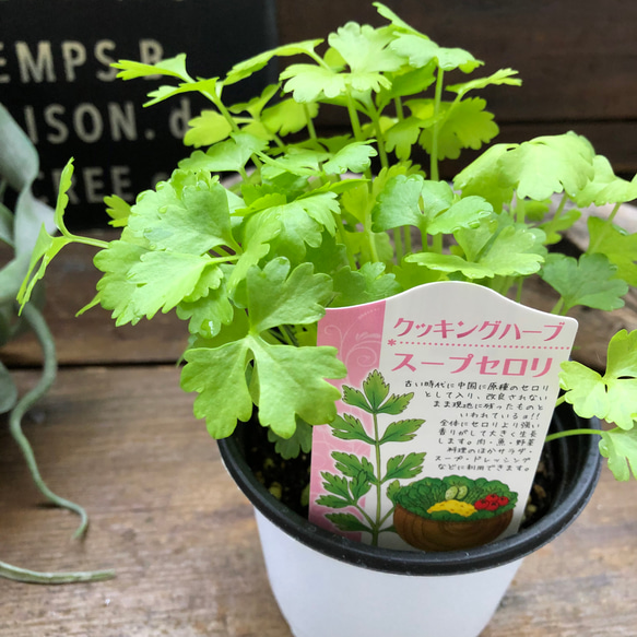 お得なハーブ10個セット♡クッキングハーブ♡料理に使えます♡キッチンハーブ♡ 14枚目の画像