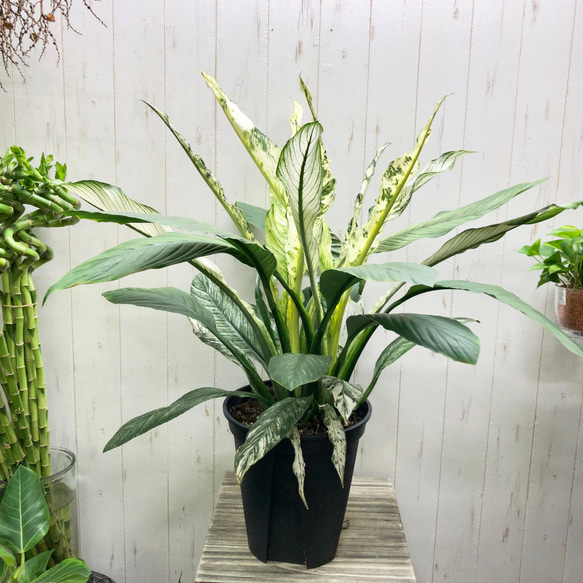 現品 超大型 斑入り スパティフィラム センセーション バリエガータ 8