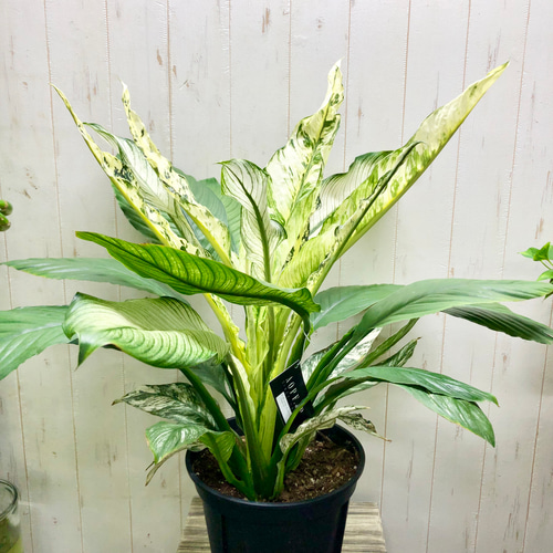 現品 超大型 斑入り スパティフィラム センセーション バリエガータ 8