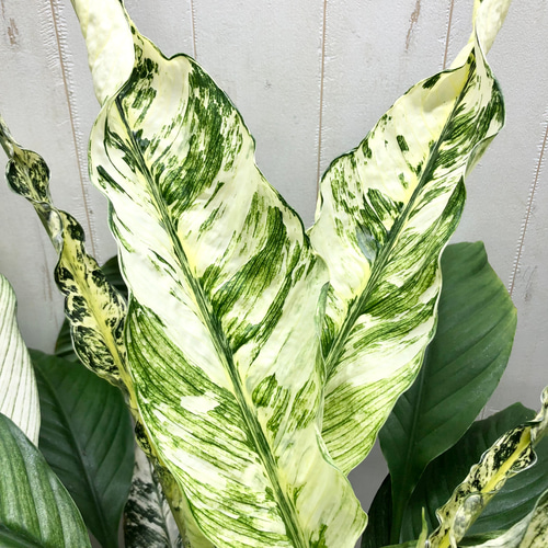 現品 超大型 斑入り スパティフィラム センセーション バリエガータ 8