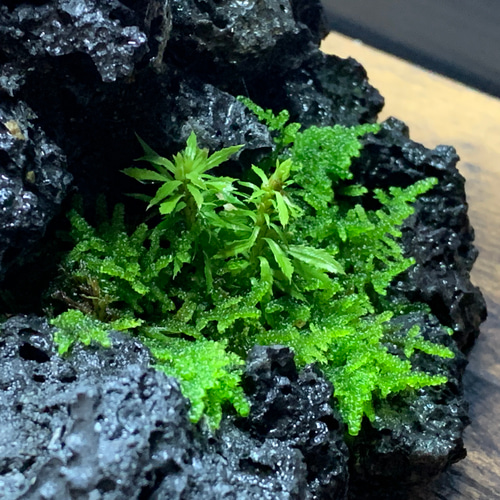 193 苔アート 洞窟 苔 苔テラリウム 観葉植物 オブジェ 寄せ植え